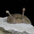 Stalk-Eyed Asaphus Kowalewskii Trilobite - #30901-2